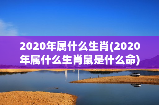 2020年属什么生肖(2020年属什么生肖鼠是什么命)